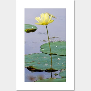 water lily Posters and Art